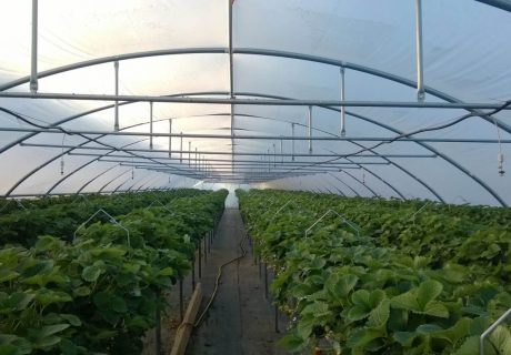 Folientunnel mit runder Stehwand innen