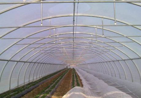 Folientunnel mit runder Stehwand innen mit Plane