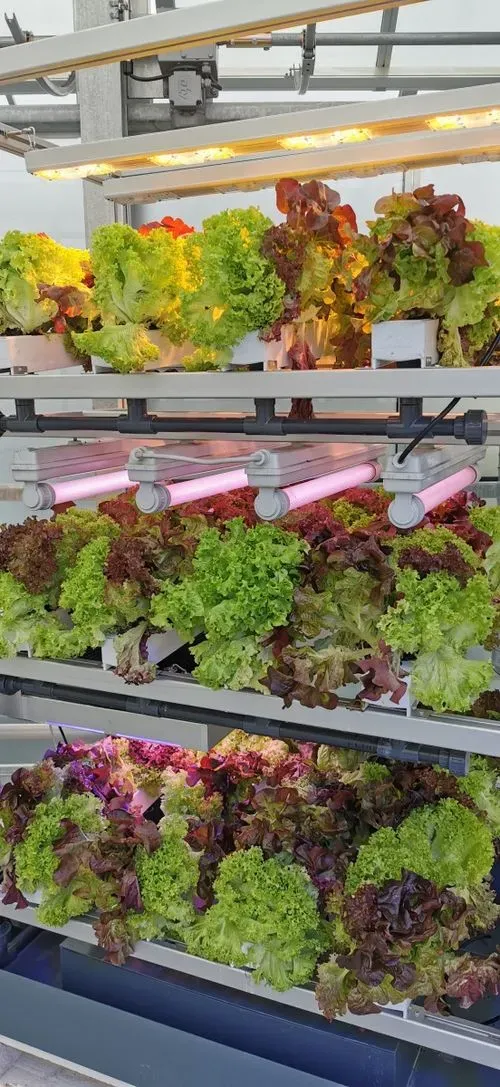 Salate in Urban Farming Regalen