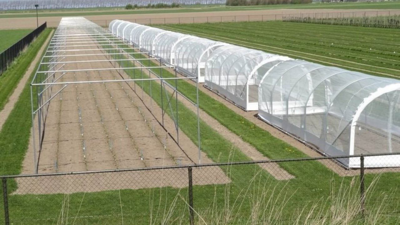 Schattenhalle / Insektenschutz / Kulturschutznetz auf Feld