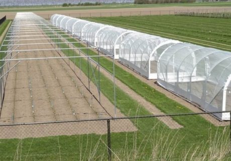 Schattenhalle / Insektenschutz / Kulturschutznetz auf Feld