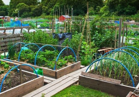 Urban Farming Garten