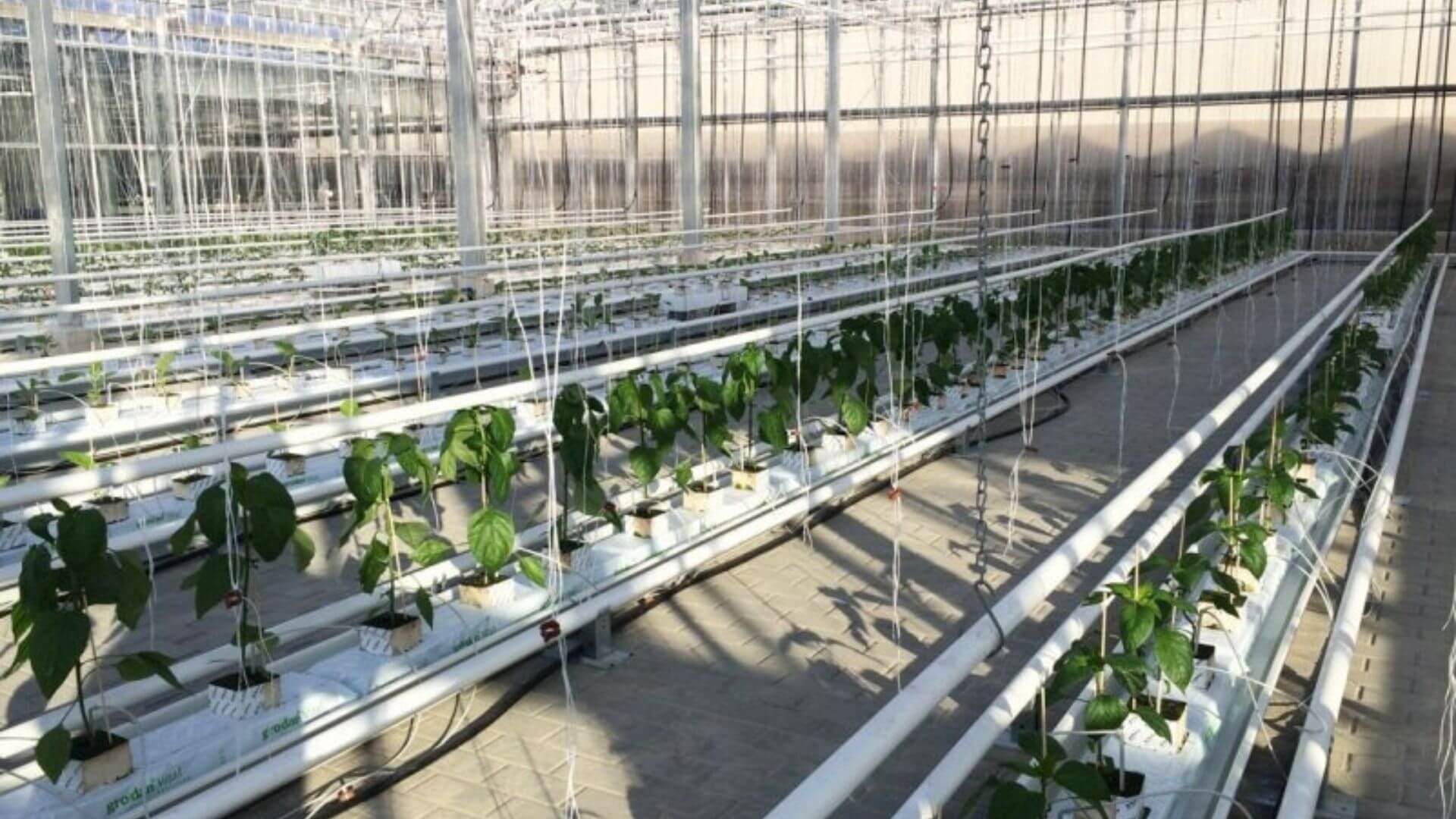 Pflanzen wachsen in Urban Farming Bereichen