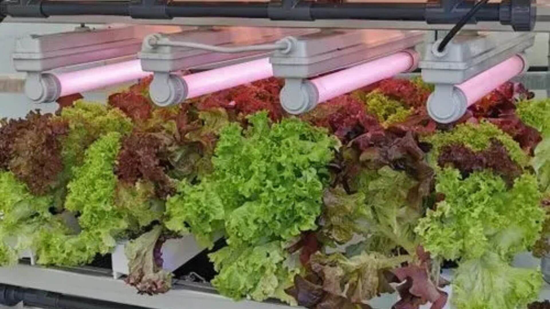 Salat aus Urban Farming