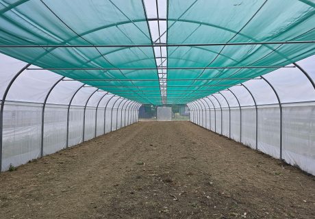 Insektenschutz im Folientunnel